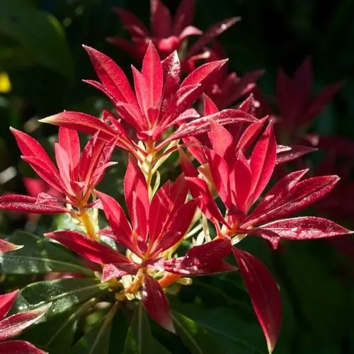 Pieris japonica 'Forest Flame' - C2L - 20/25 cm