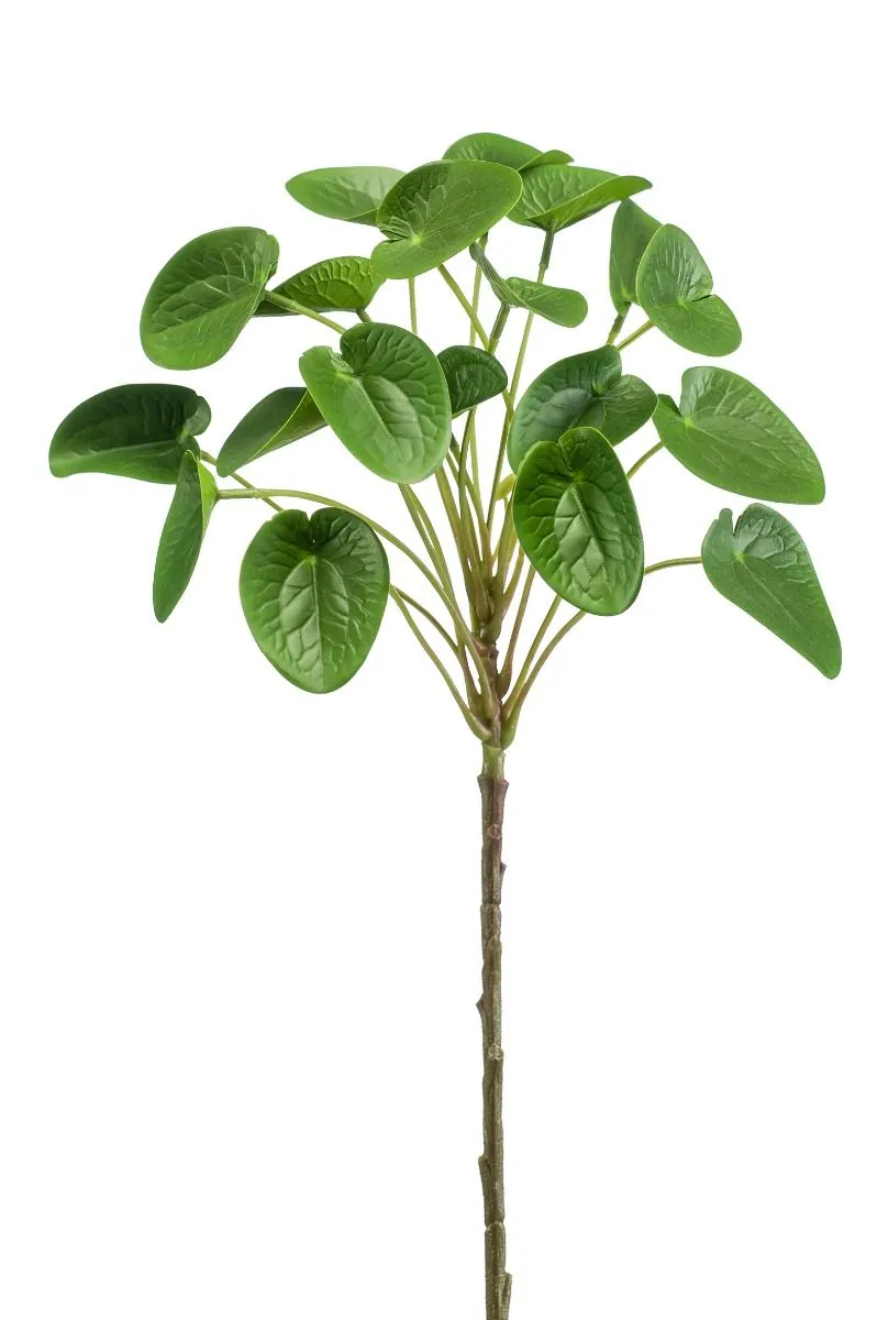 Pilea Stabljika Zelena - 50 cm
