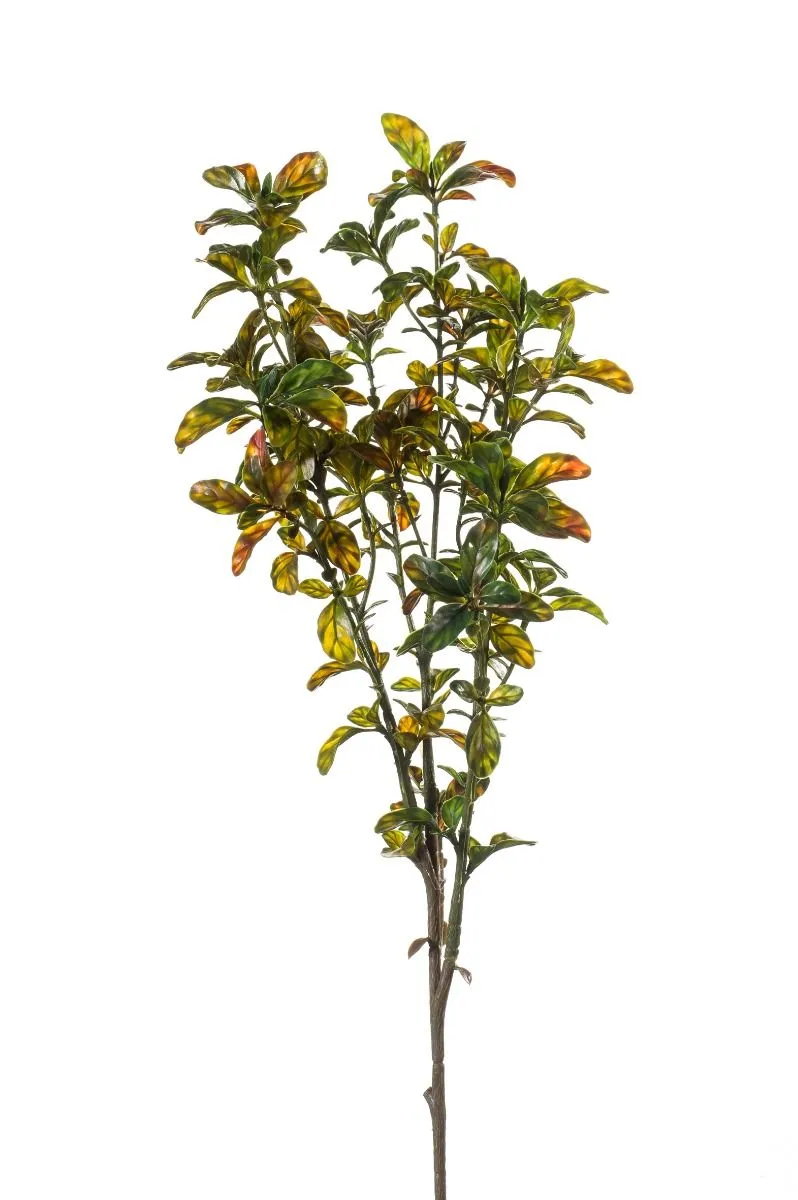 Pittosporum Zelena - 70 cm