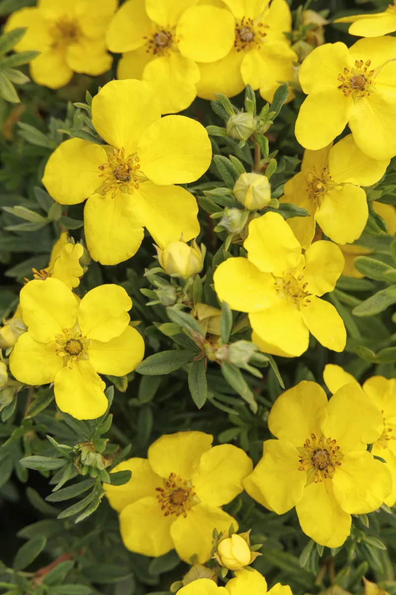 Potentilla fruticosa 'Goldfinger' - P17 - 20/40 cm
