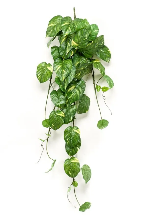 Puzavica Viseća Scindapsus Žbun - 55 Listova - 135 cm