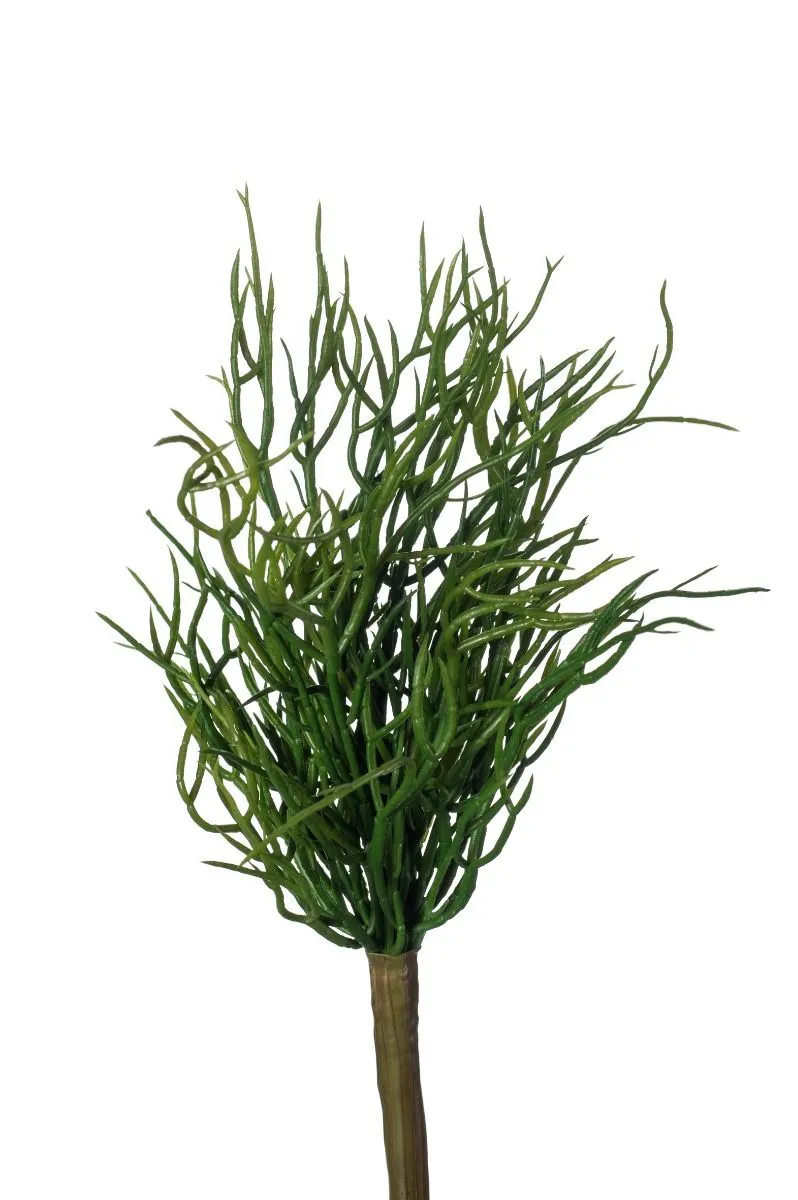 Ripsalis Žbun Zeleni - 20 cm