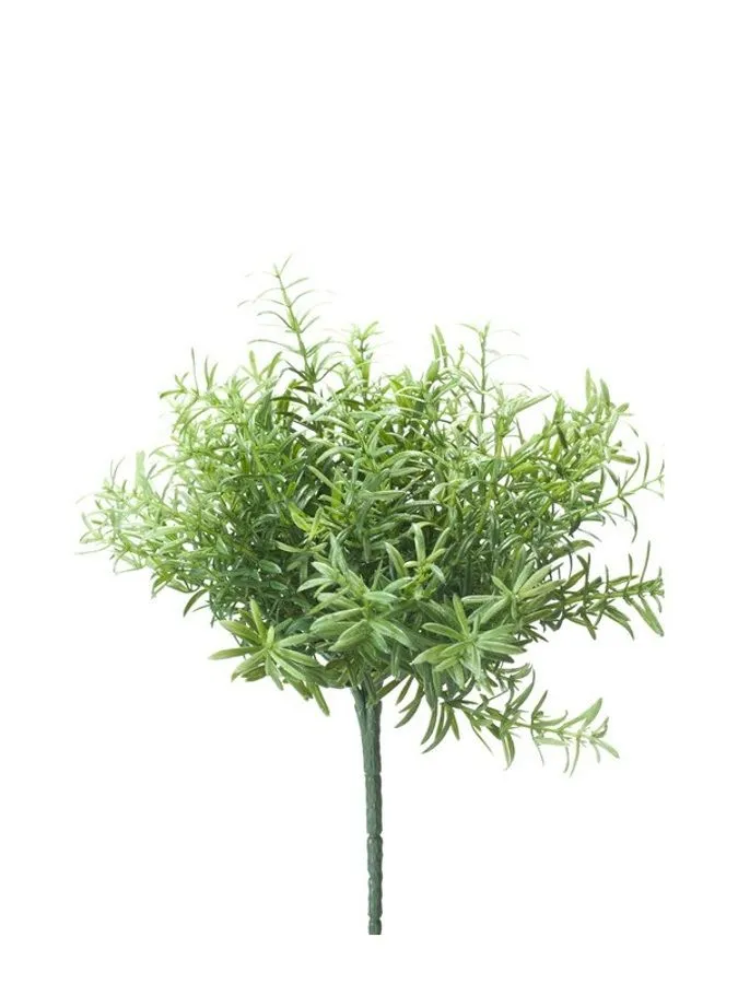 Ruzmarin Zeleni - 22 cm