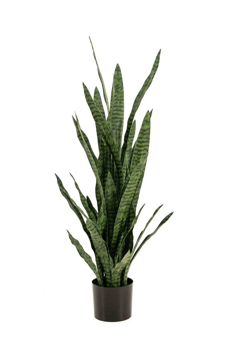 Sanseverija zelena u saksiji 115 cm