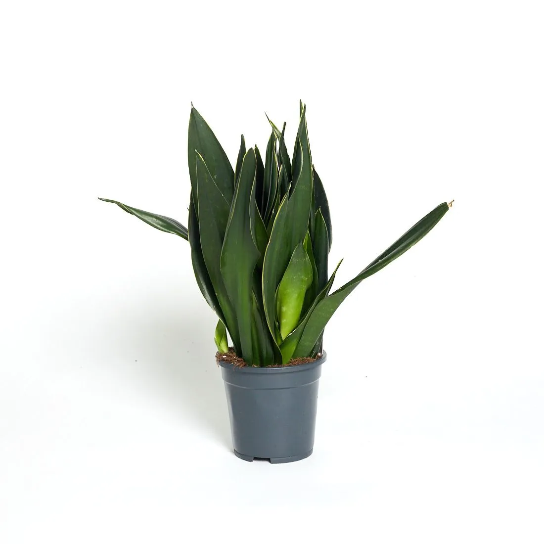 Sansevieria trifasciata  'Black Diamond' - saksija 17 cm / visina 60 cm
