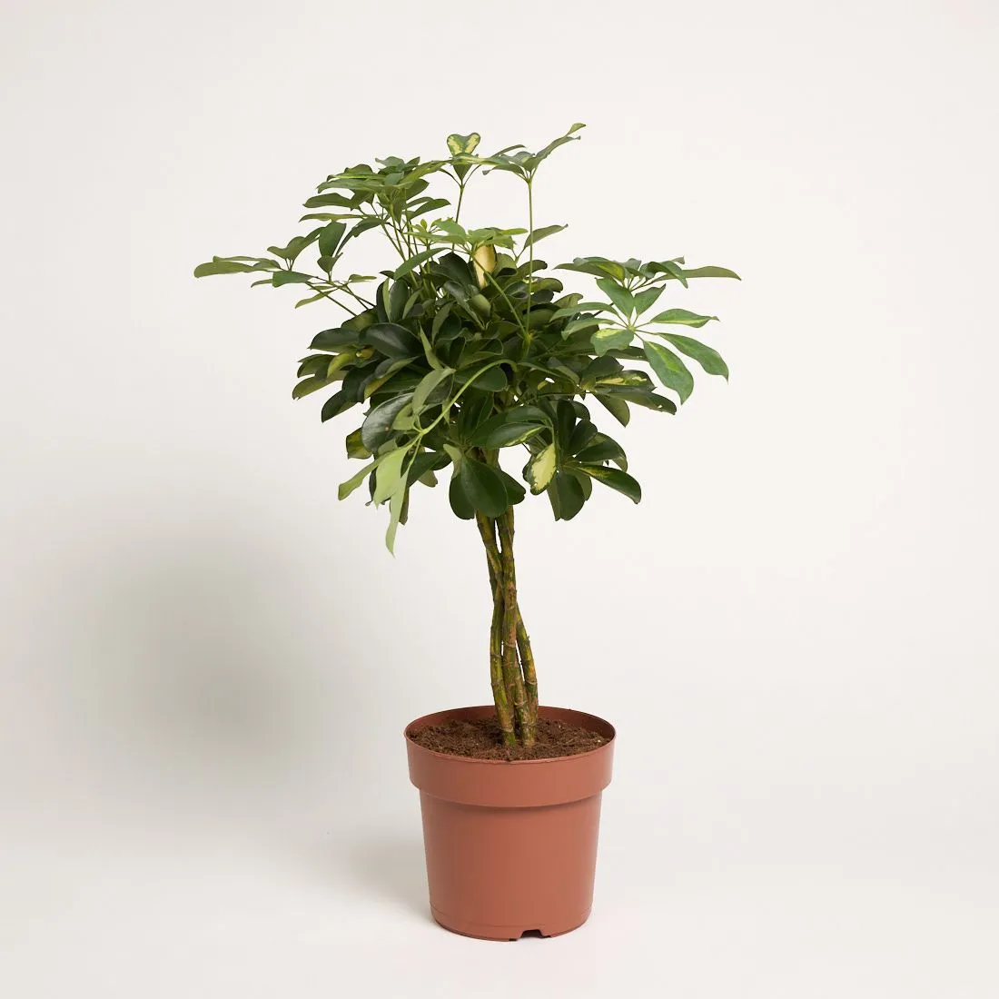 Schefflera arboricola 'Compacta' - stam - saksija 21 cm / visina 70 cm