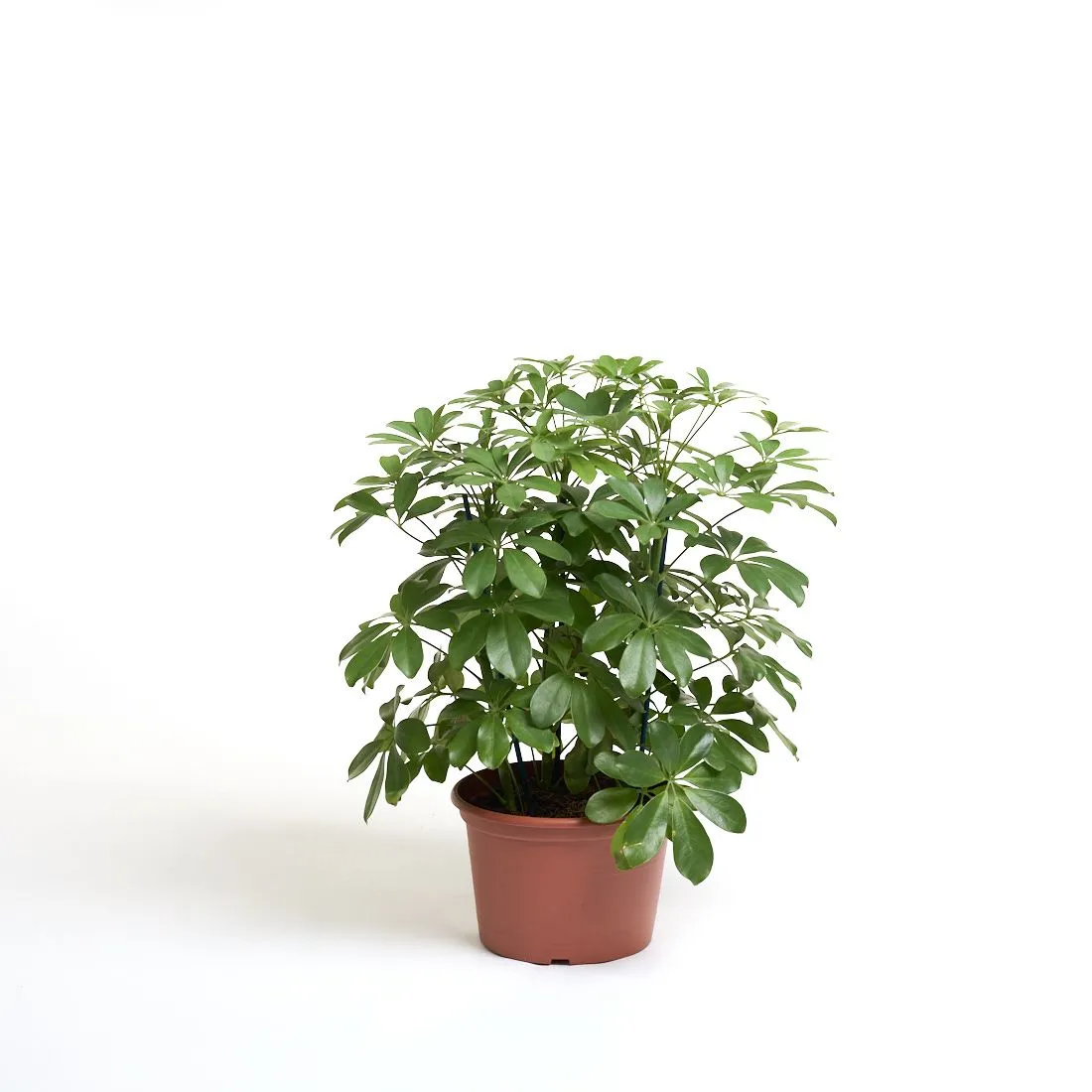 Schefflera arboricola mix - saksija 21 cm / visina 50 cm
