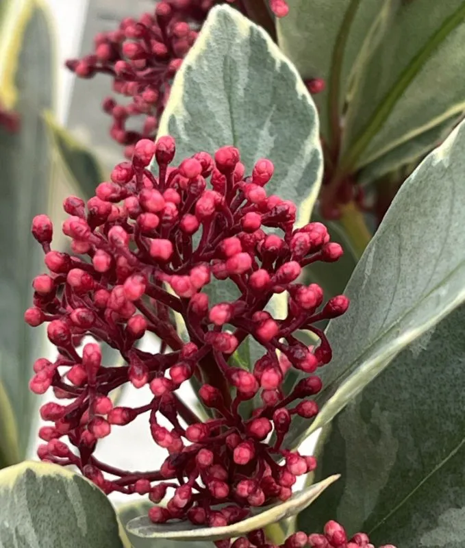 skimmia japonica 'Perosa' - C3L - 35+ cm