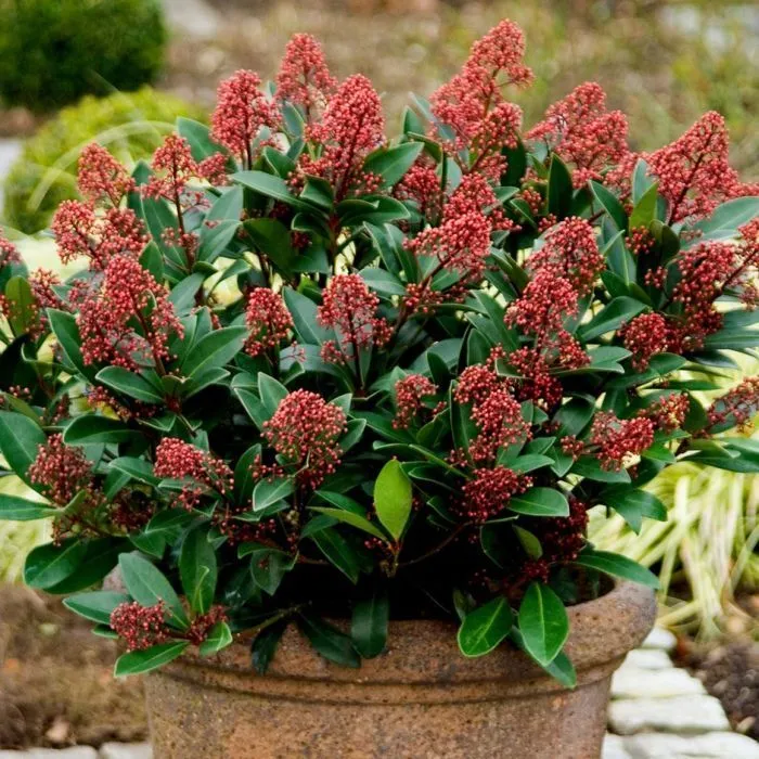 Skimmia japonica 'Rubella' - C2L - 20/25 cm