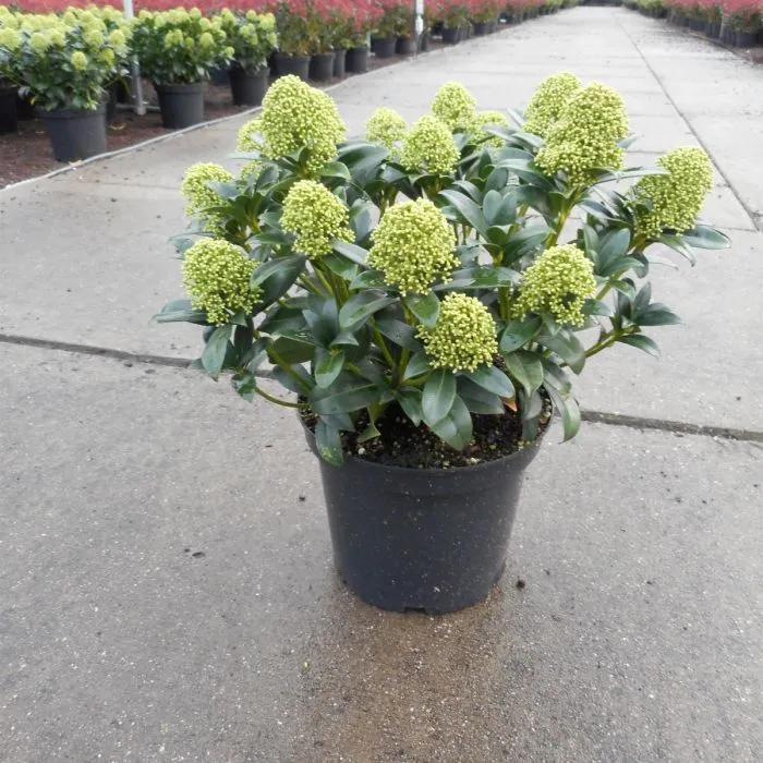 Skimmia japonica 'White Globe' - C2L - 20/25 cm