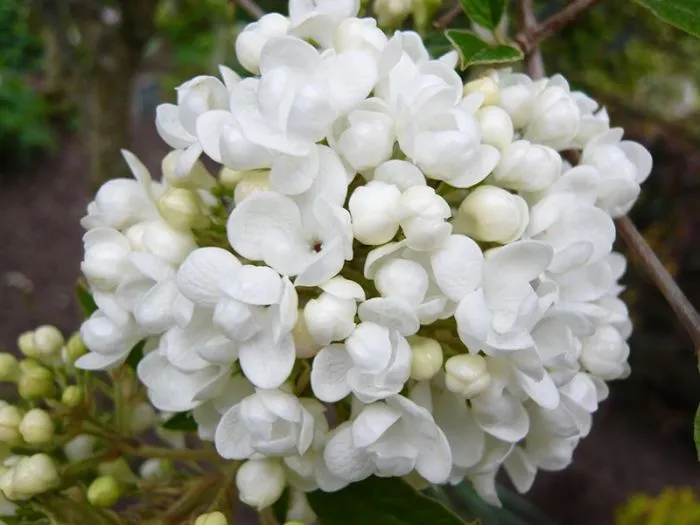 Viburnum 'Eskimo' - C3L - kalem 50 cm