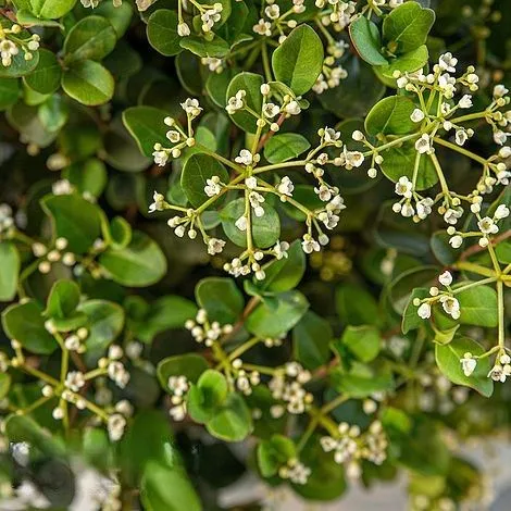 Viburnum 'Fairy Stars' - C3L - 20/25 cm