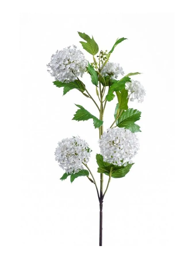 Viburnum Krem - 75 cm