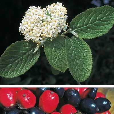 Viburnum lantana - C2L - 60/80 cm
