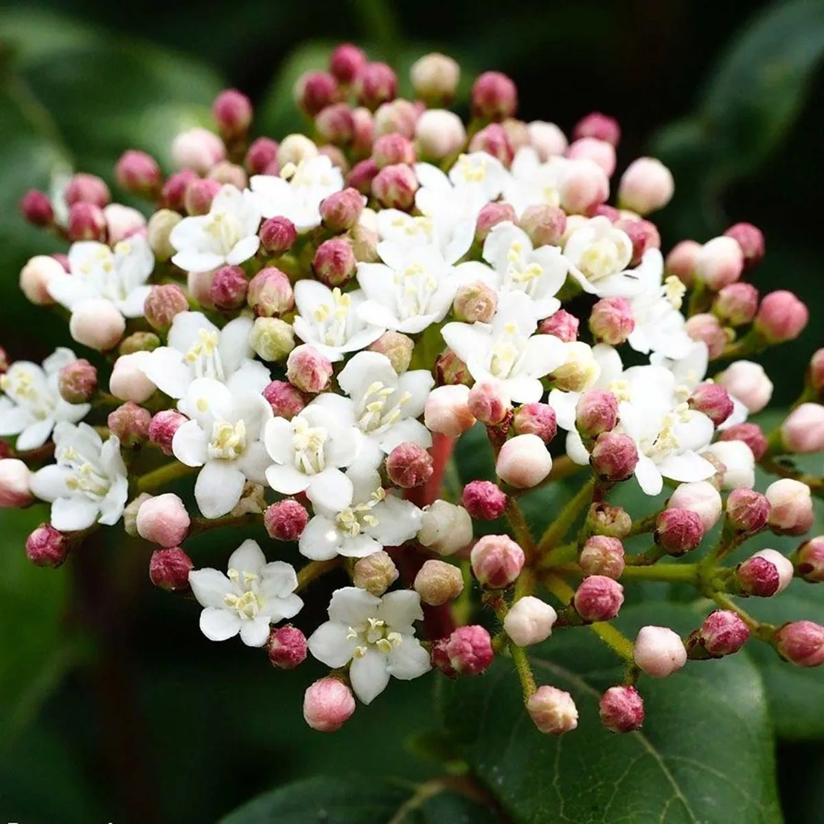 Viburnum tinus - C35 L - Lopta 60/80 cm