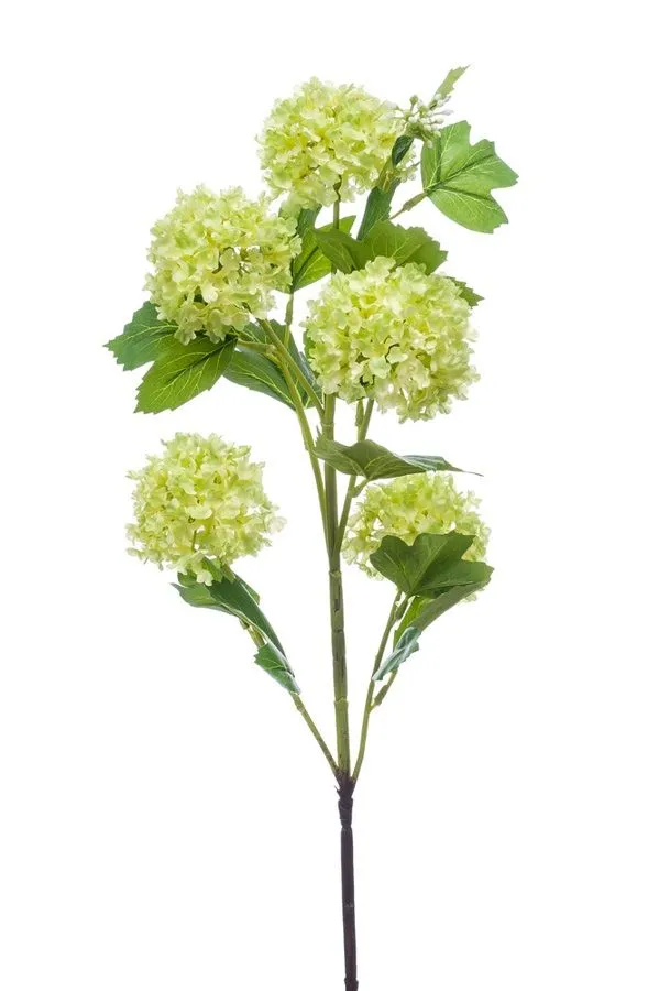 Viburnum Zelena - 5 Grana - 75 cm
