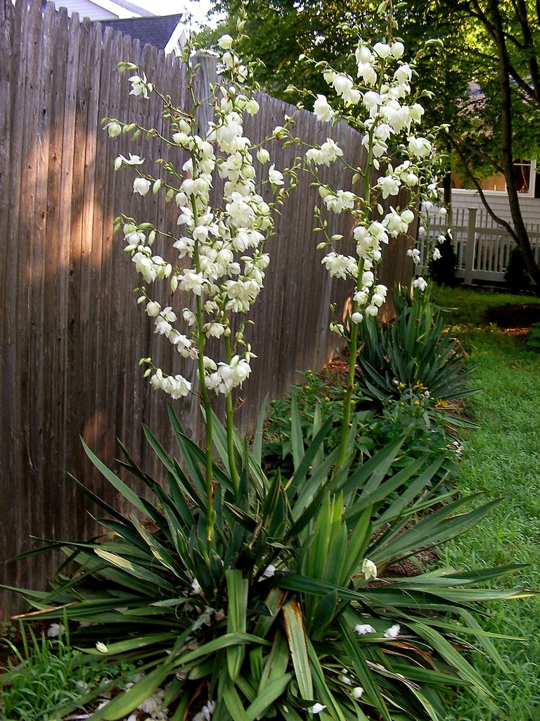 Yucca filamentosa - C9L