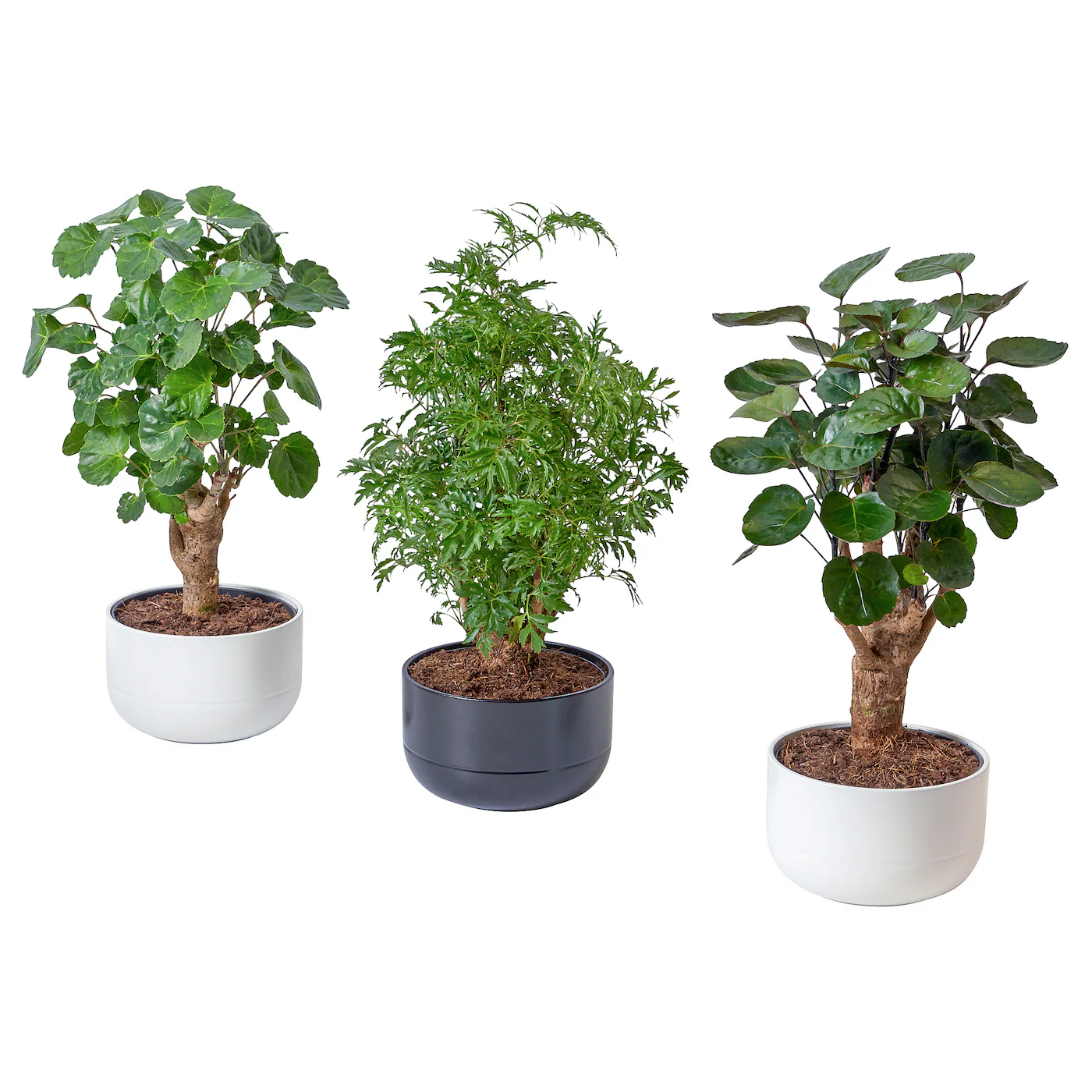POLYSCIAS Biljka u saksiji, bonsai/odabrane boje, 14 cm