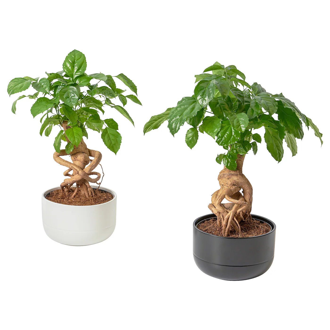 RADERMACHERA Biljka u saksiji, smaragdno drvo/odabrane boje, 14 cm