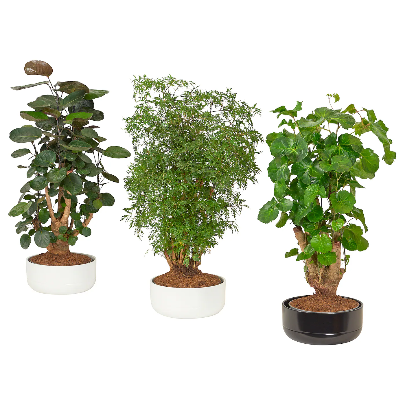 POLYSCIAS Biljka u saksiji, bonsai odabrane boje, 22 cm