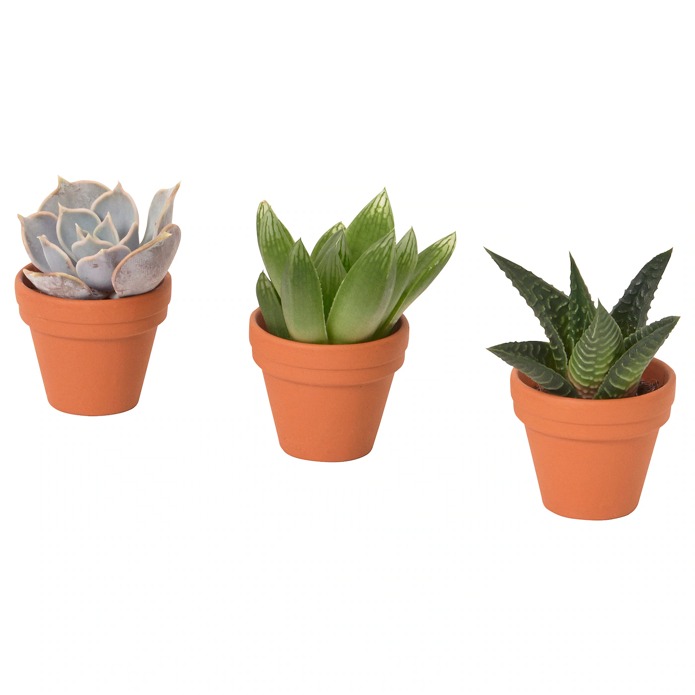 SUCCULENT Biljka u saksiji, raznovrsno/Sukulent, 3 cm