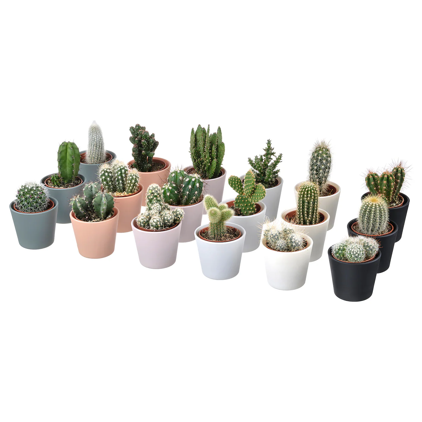 CACTACEAE Biljka u saksiji, kaktus/raznovrsno, 6 cm 3 komada