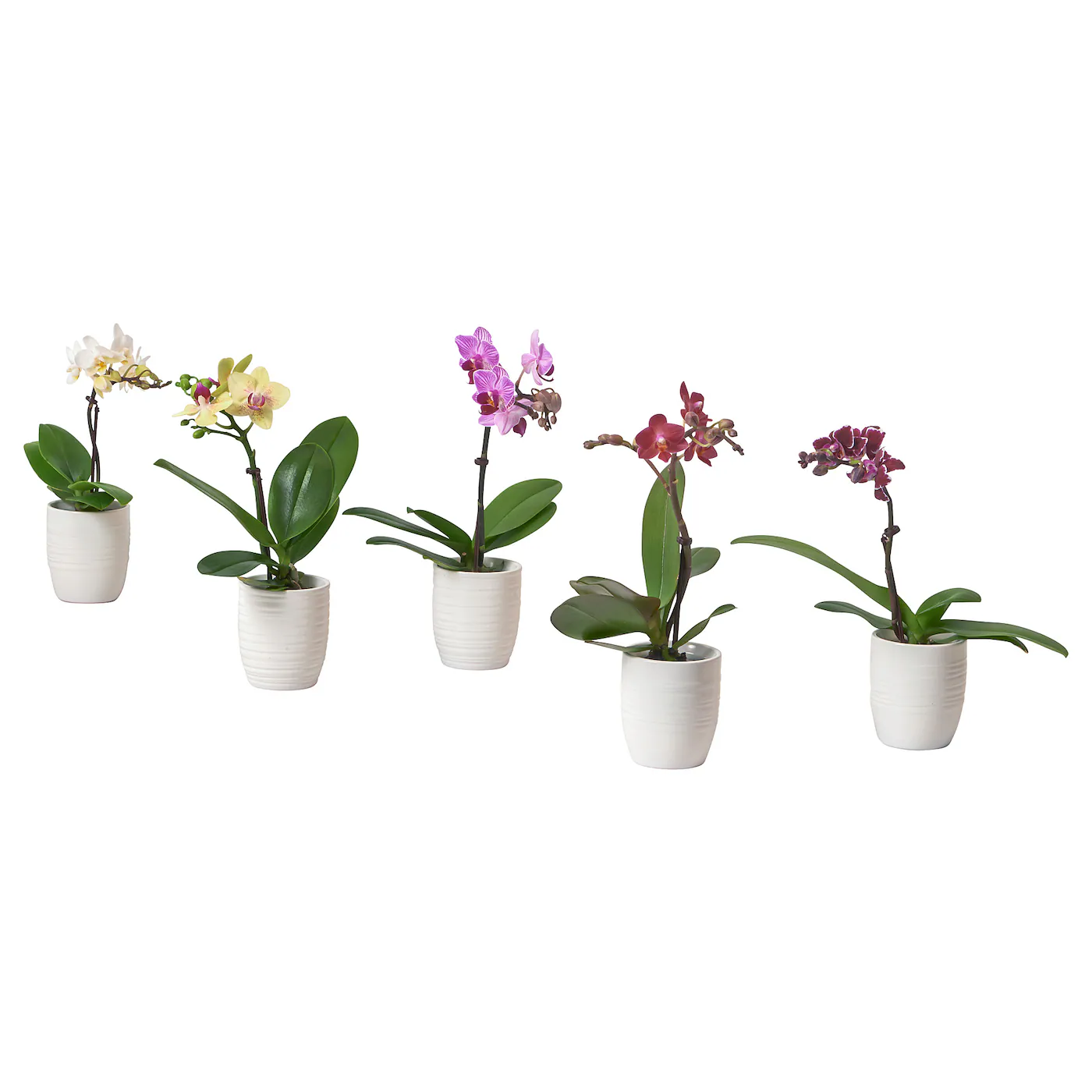 PHALAENOPSIS Biljka u saksiji, orhideja/odabrane boje, 6 cm