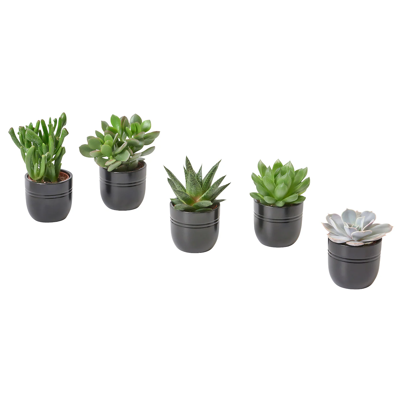 SUCCULENT Biljka u saksiji, Sukulent raznovrsno/crna, 6 cm