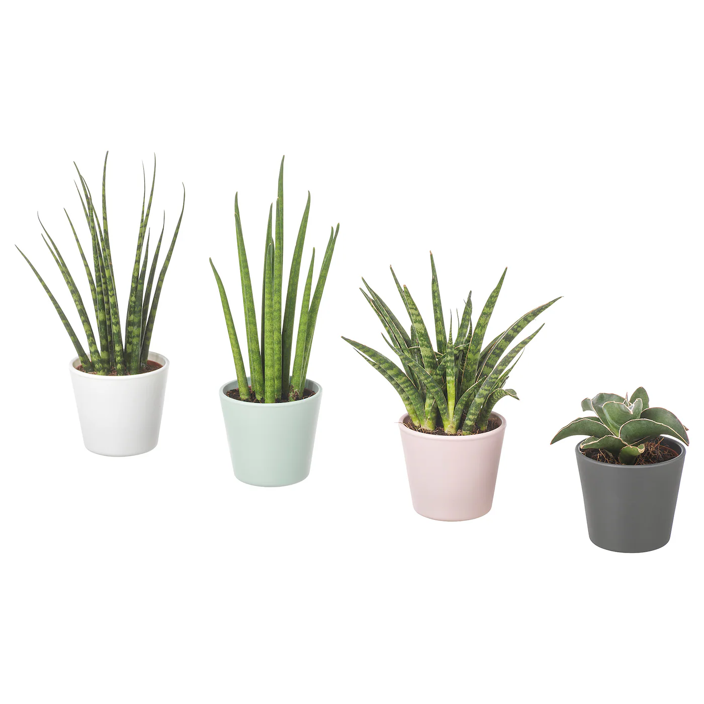 SANSEVIERIA Biljka u saksiji, sanseverija odabrane boje, 6 cm