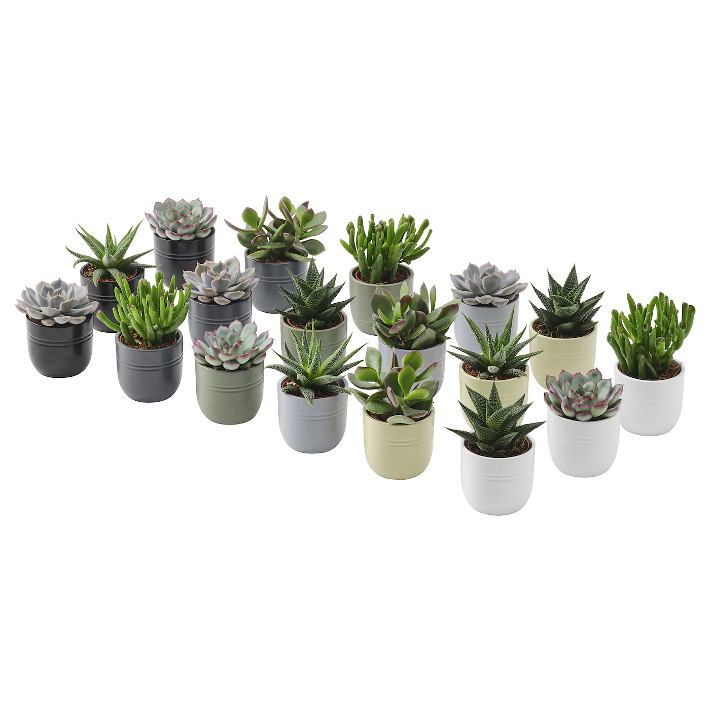 SUCCULENT Biljka u saksiji, Sukulent raznobojno, 6 cm
