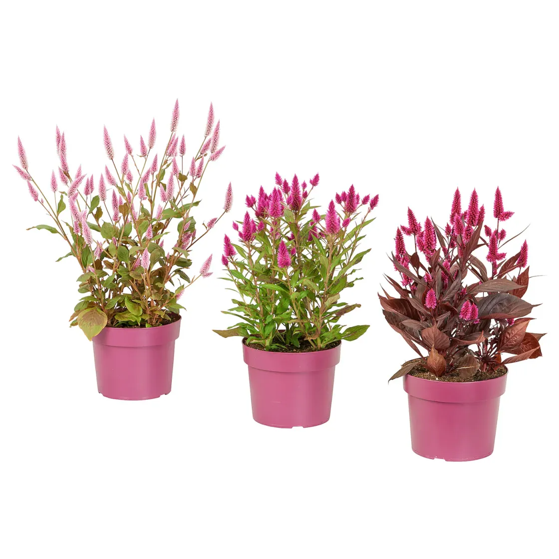 CELOSIA Zasađena biljka, petlove kreste, 19 cm