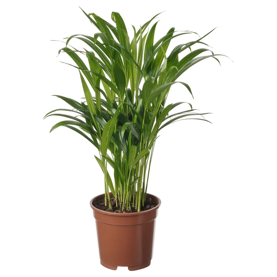 DYPSIS LUTESCENS Zasađena biljka, palma areka, 17 cm