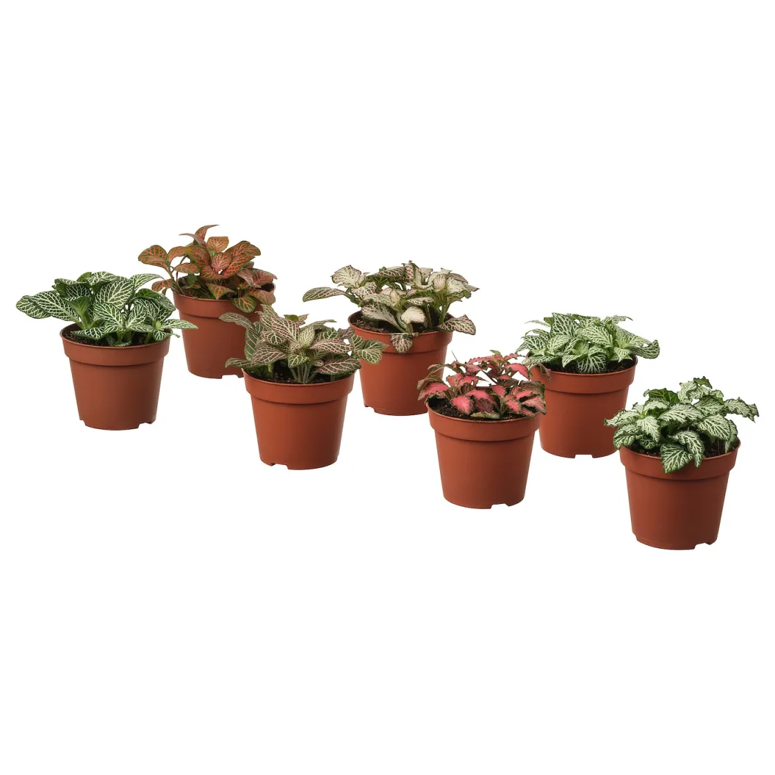 FITTONIA Zasađena biljka, raznovrsno fitonija, 8.5 cm