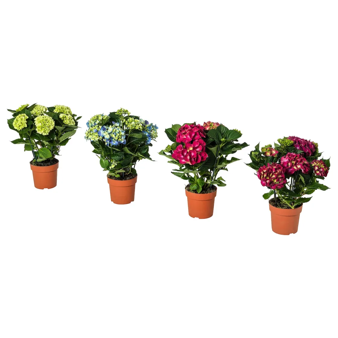 HYDRANGEA Zasađena biljka, hortenzija odabrane boje, 15 cm