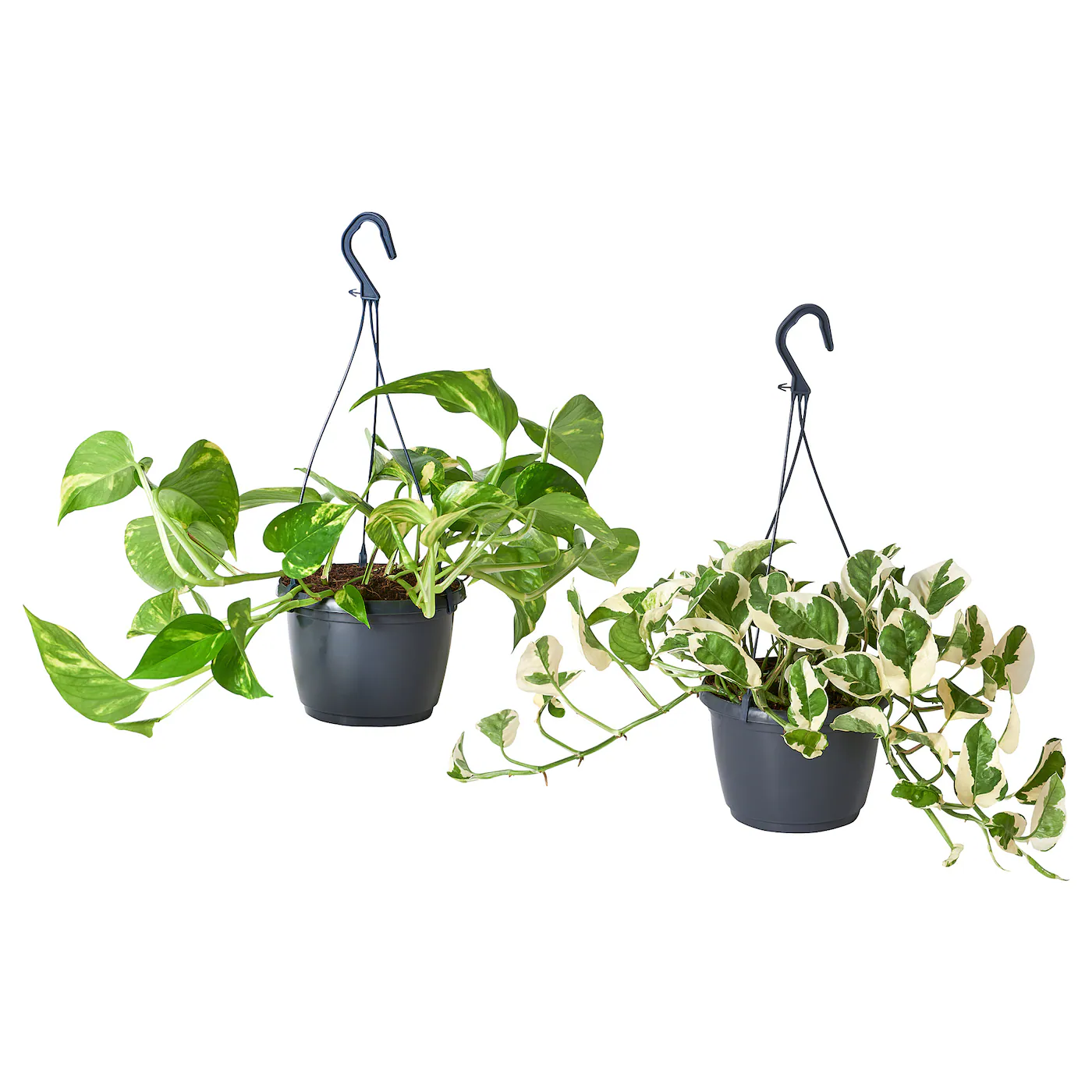 EPIPREMNUM Viseća biljka, zlatna puzavica, 17 cm