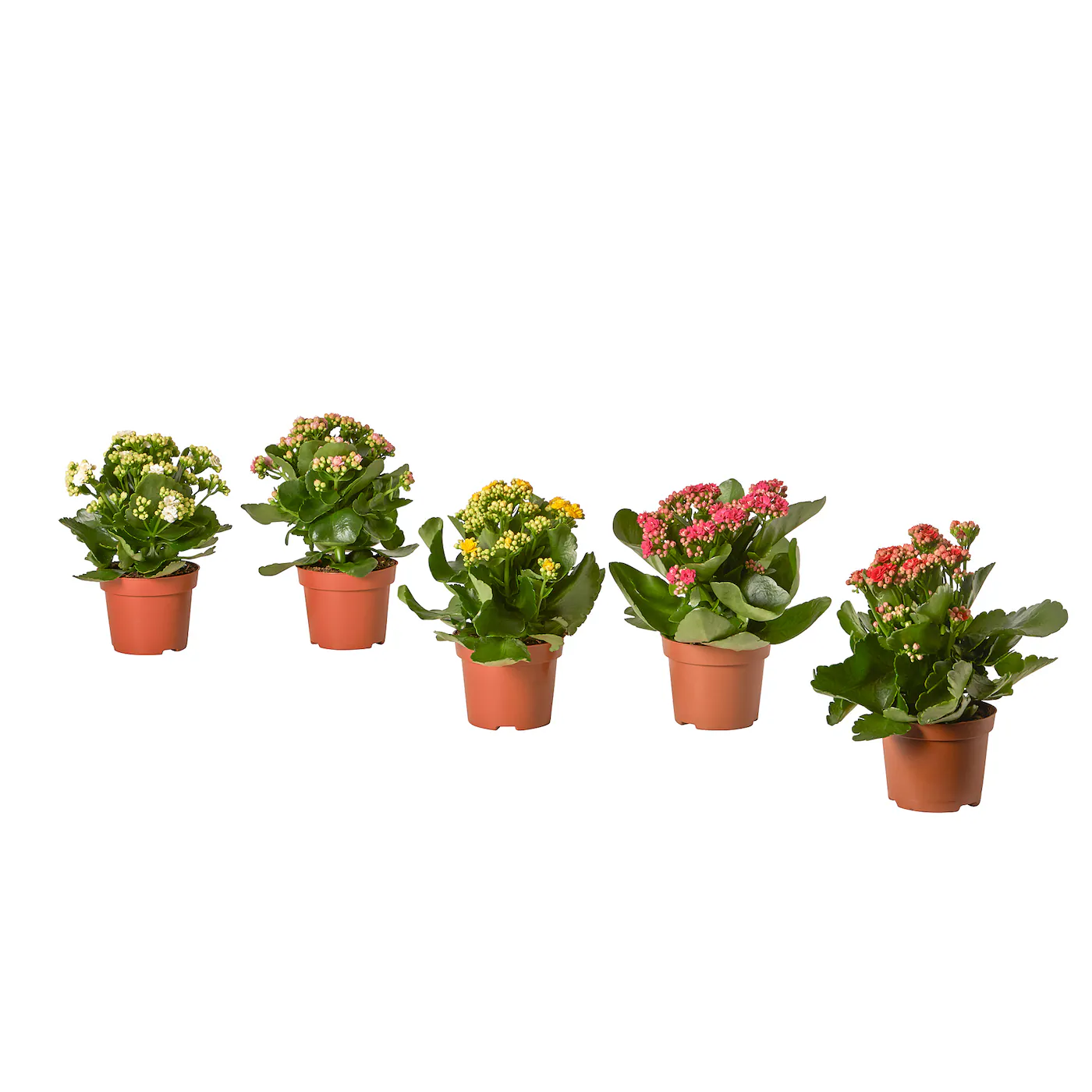 KALANCHOE Zasađena biljka, kalanhoja odabrane boje, 10.5 cm