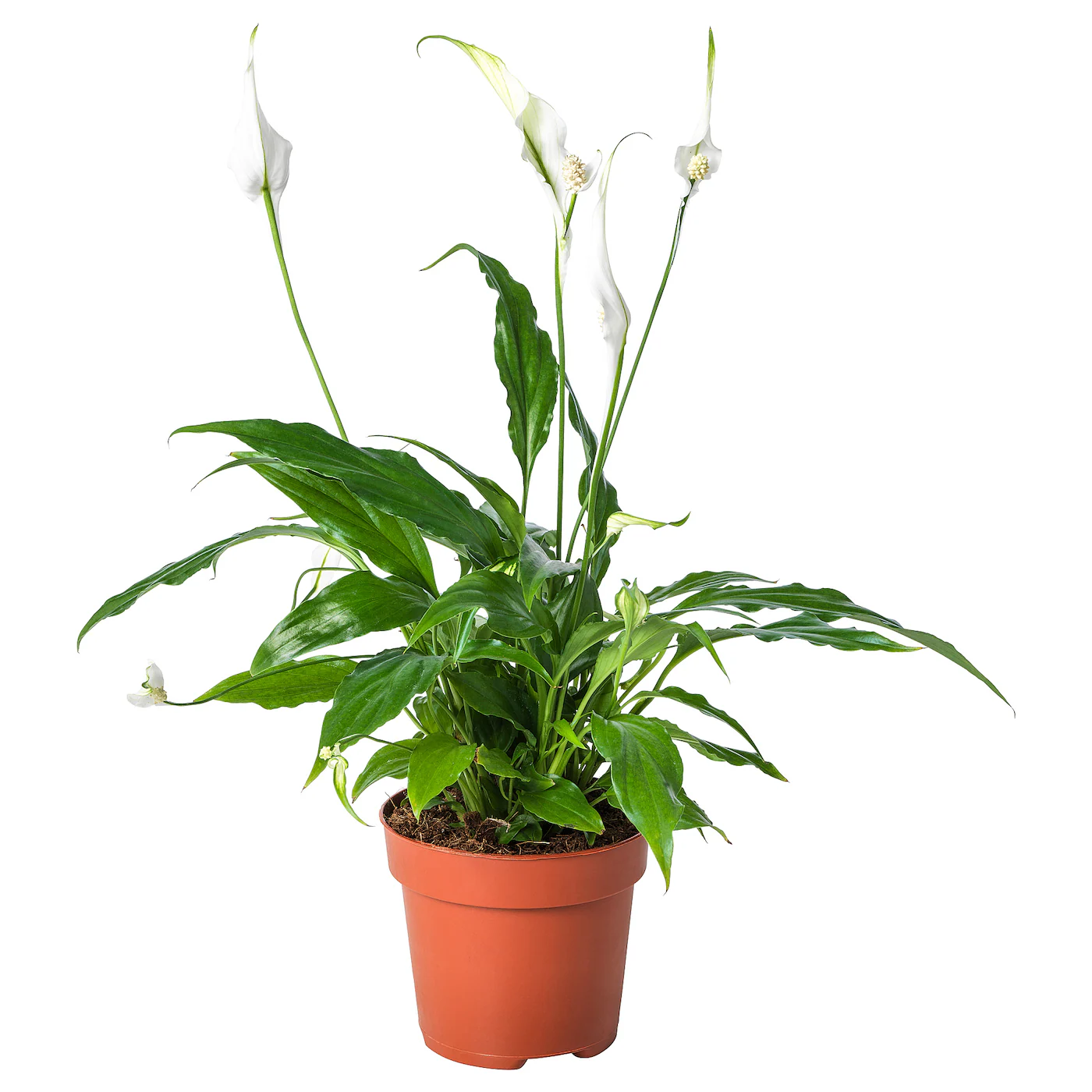 SPATHIPHYLLUM Zasađena biljka, spatifil, 12 cm