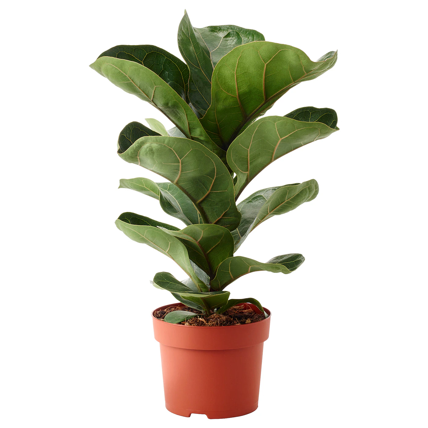 FICUS LYRATA BAMBINO Zasađena biljka, fikus lirata, 12 cm