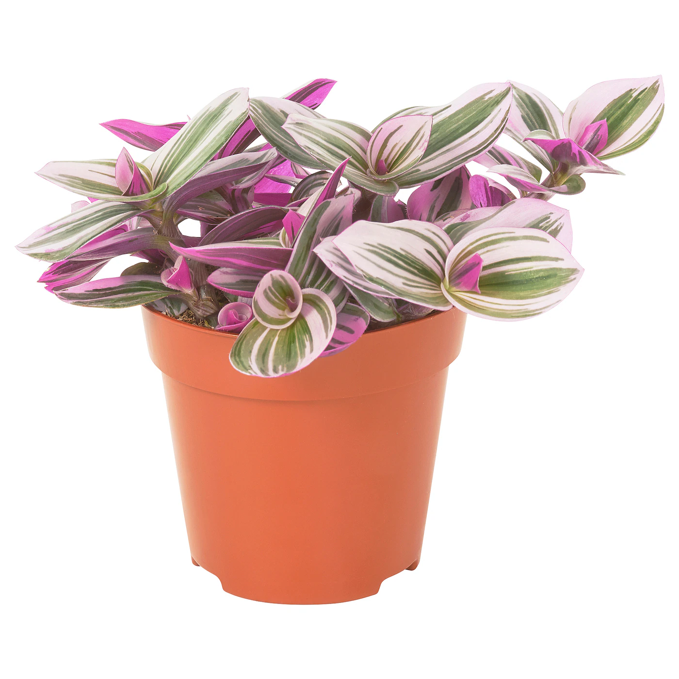 TRADESCANTIA Zasađena biljka, sobna puzavica lila, 12 cm