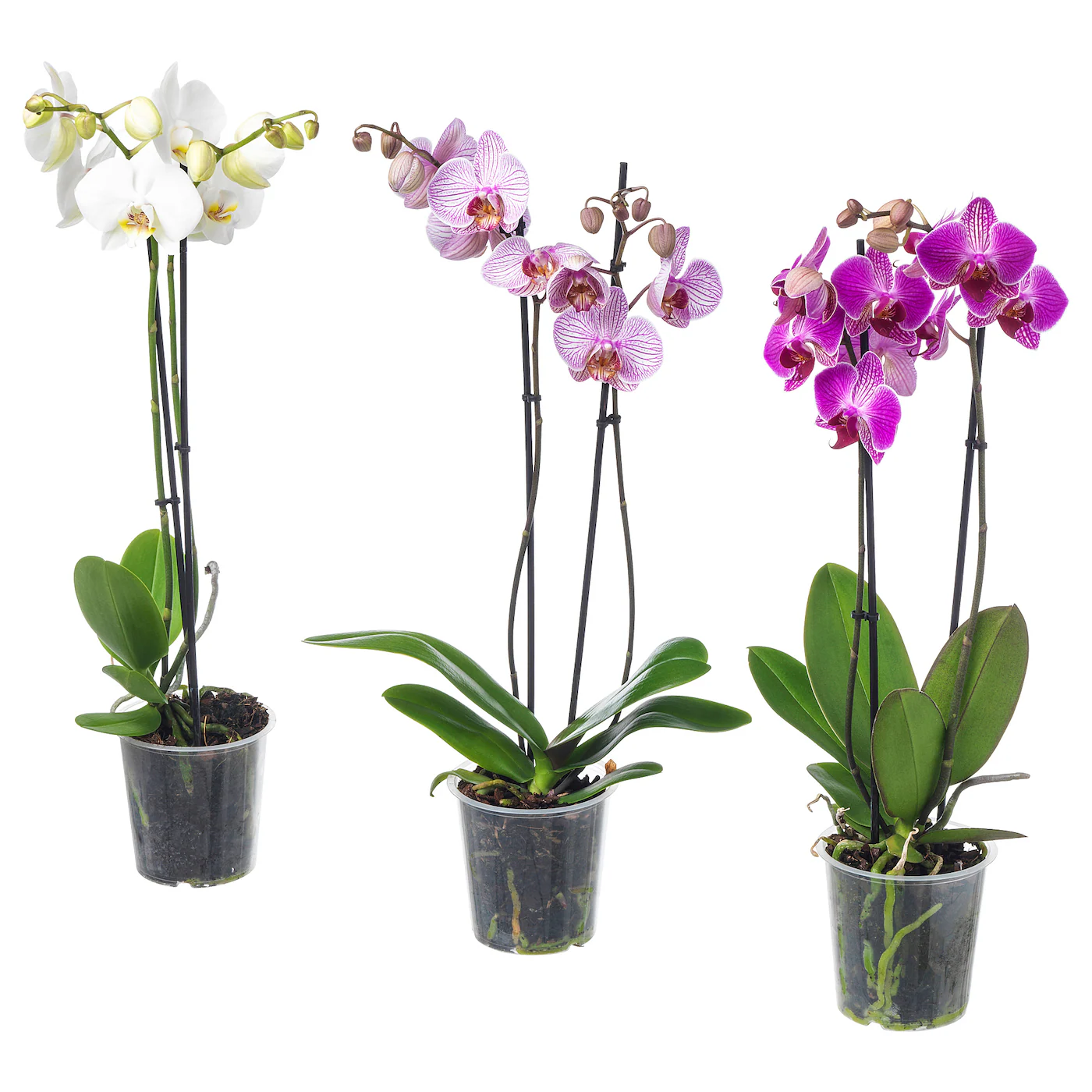 PHALAENOPSIS Zasađena biljka, orhideja/2 stabljike, 12 cm
