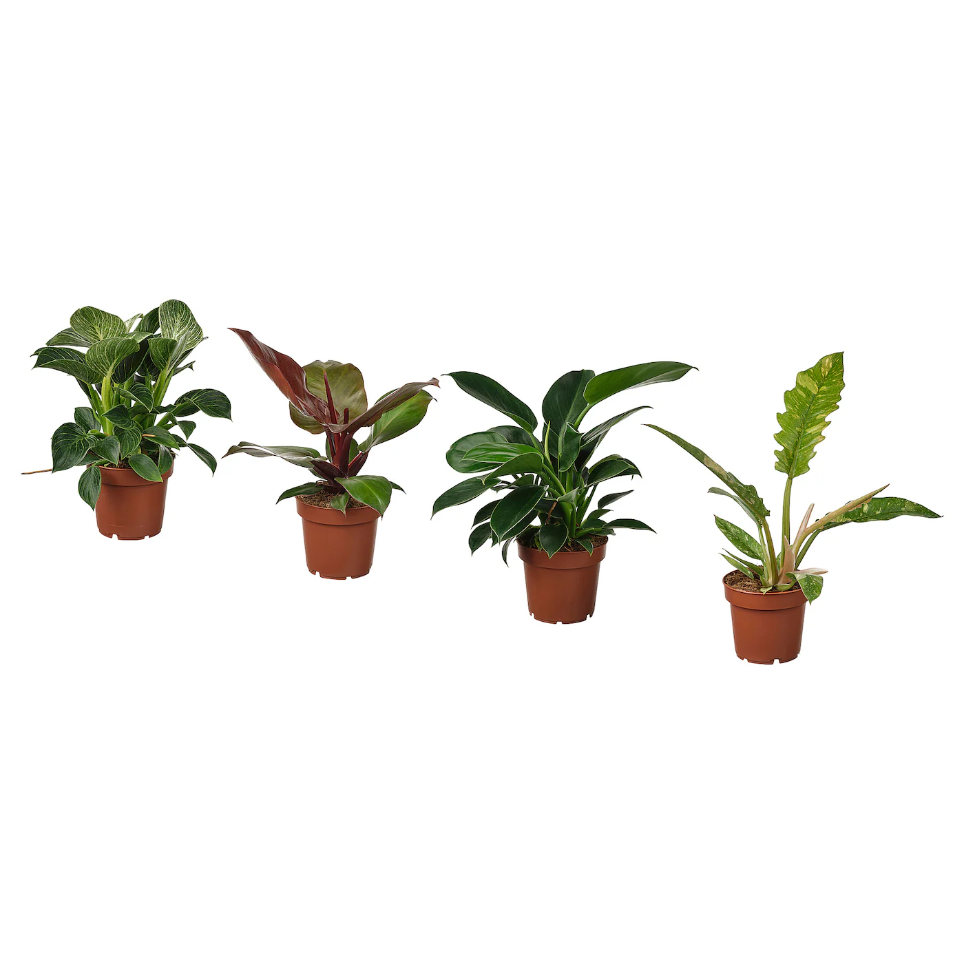 PHILODENDRON Zasađena biljka, filodendron raznovrsno, 12 cm