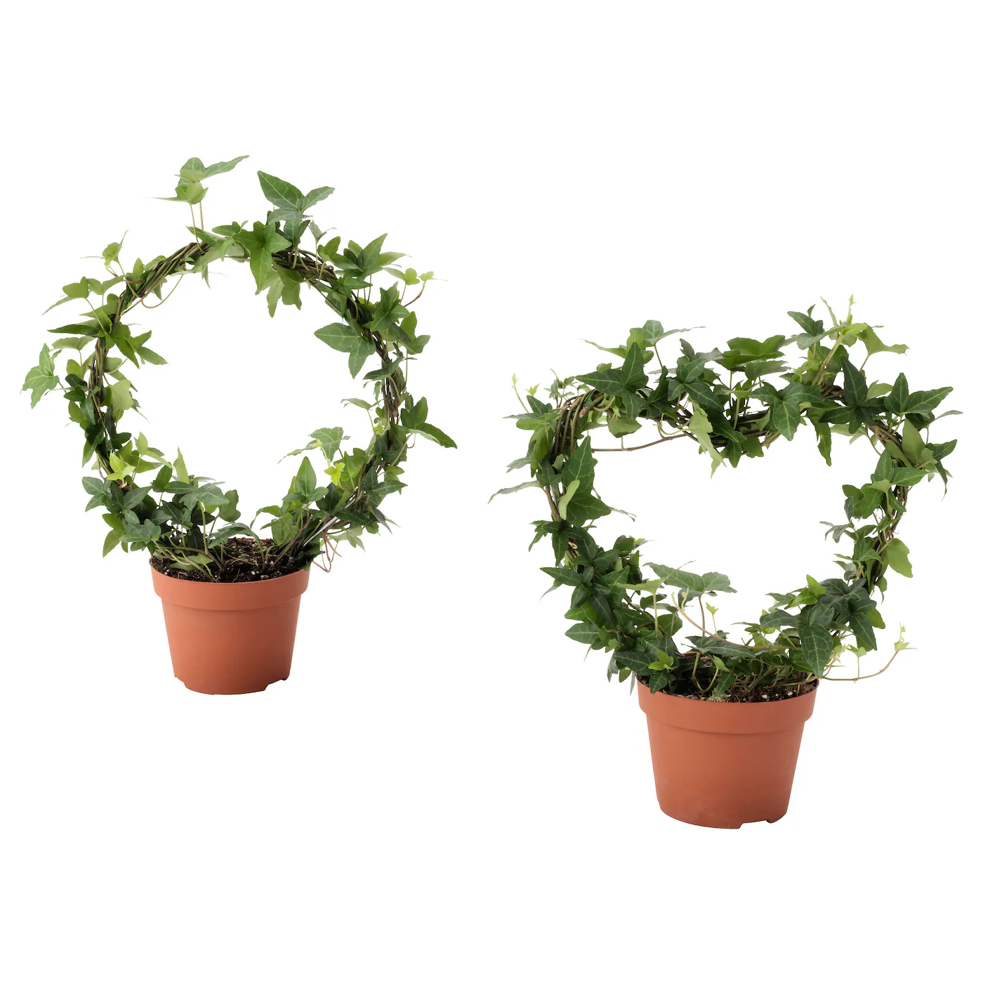 HEDERA HELIX Zasađena biljka, bršljan raznovrsno, 12 cm