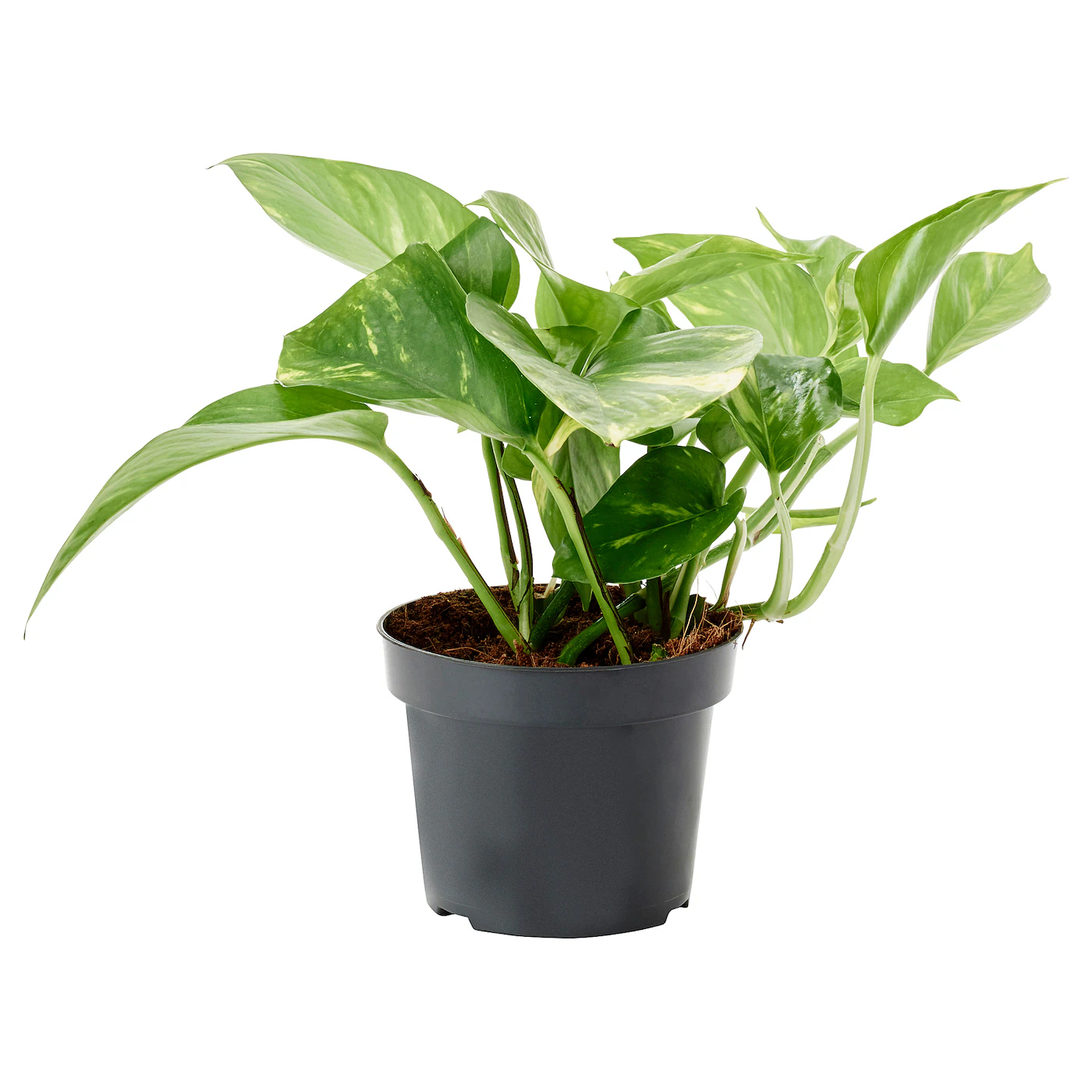 EPIPREMNUM Zasađena biljka, zlatna puzavica, 12 cm