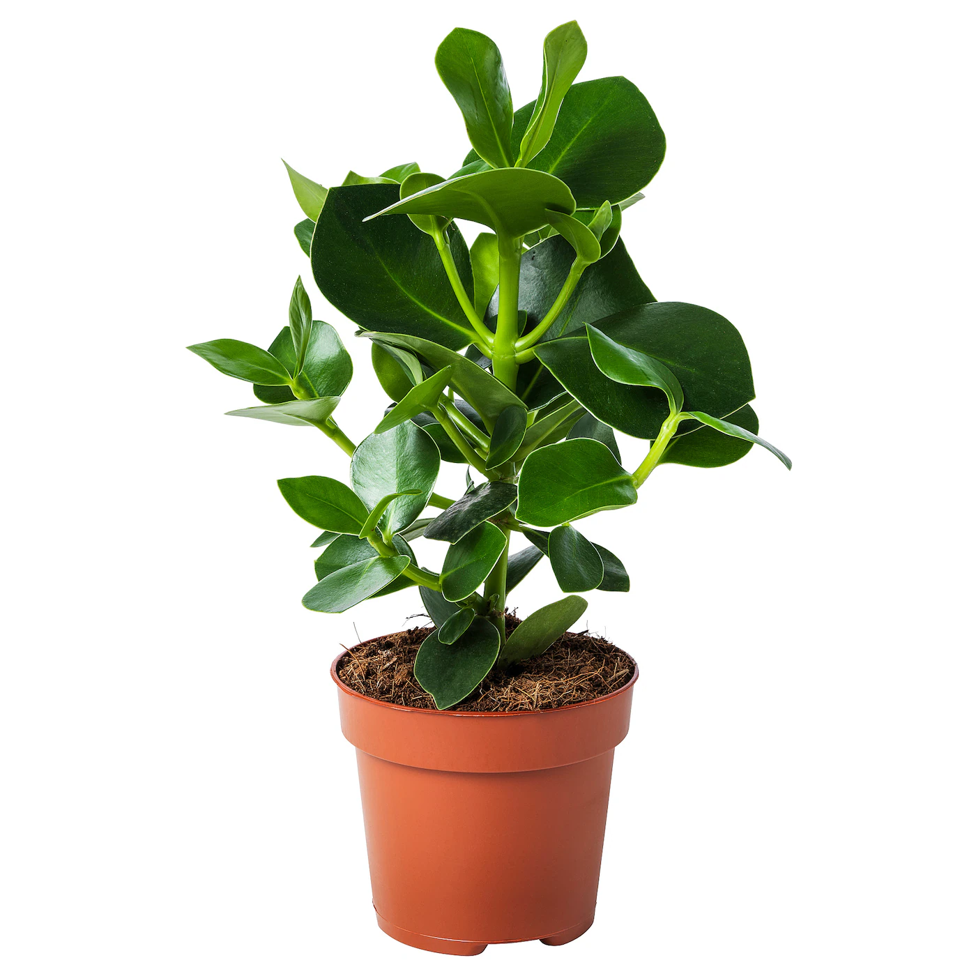 CLUSIA Zasađena biljka, Kluzija, 12 cm