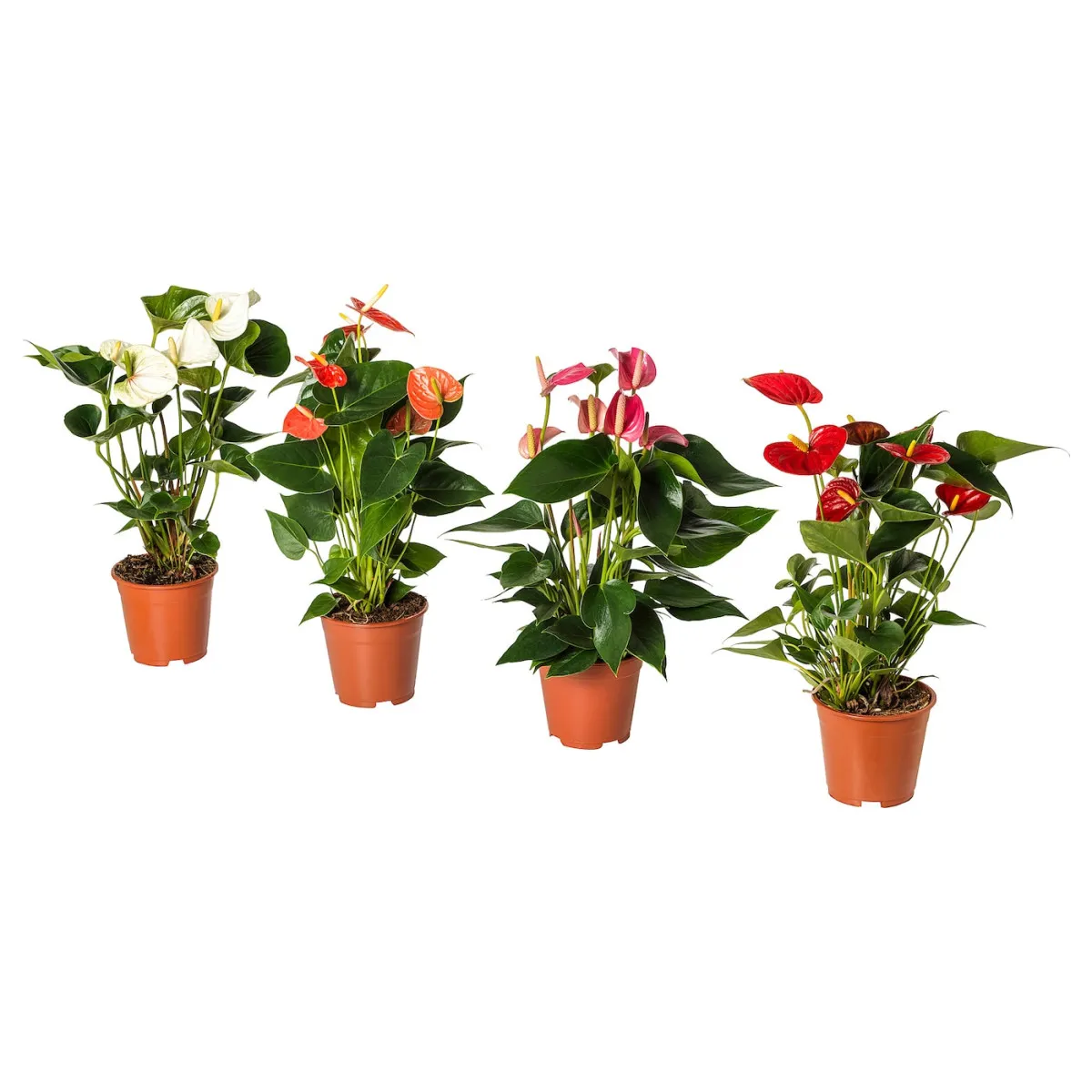 ANTHURIUM Zasađena biljka, anturijum, 12 cm