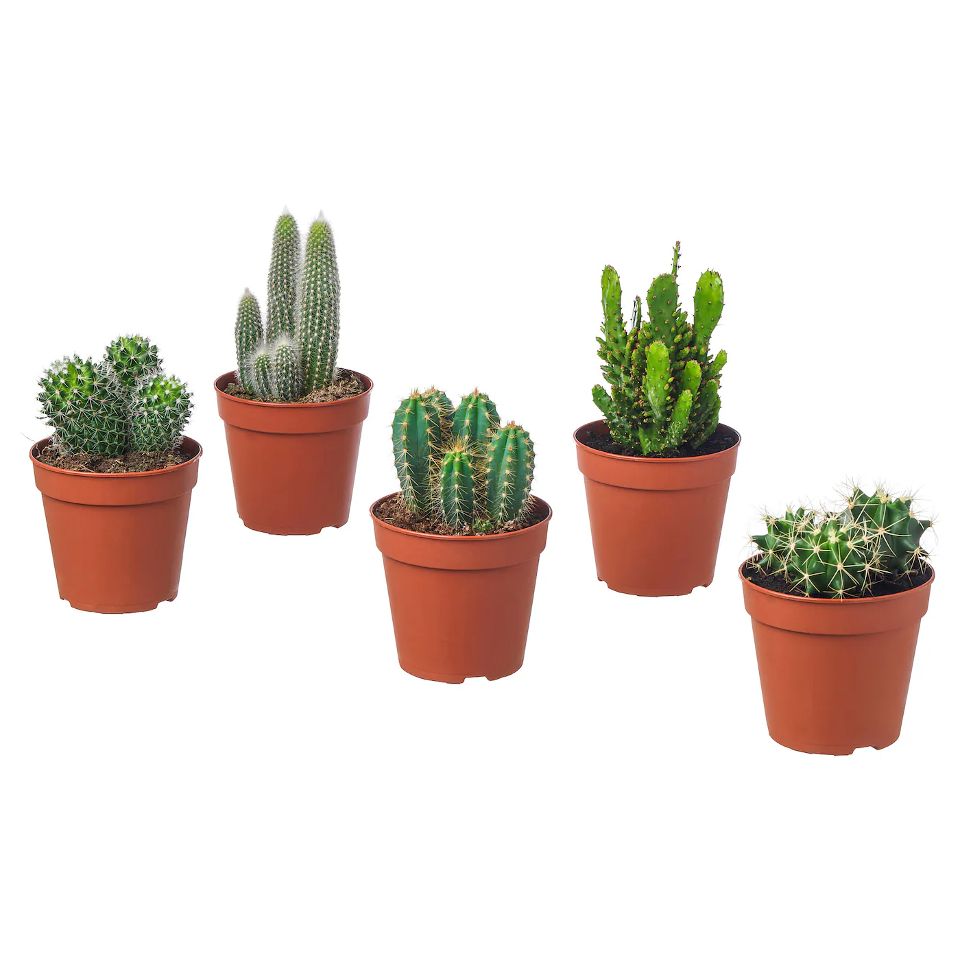 CACTACEAE Zasađena biljka, raznovrsno kaktus, 12 cm