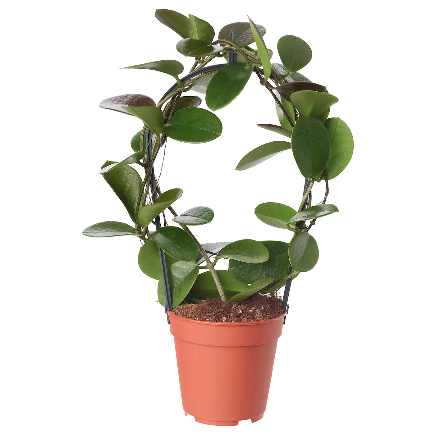 HOYA Zasađena biljka, hoja, 12 cm
