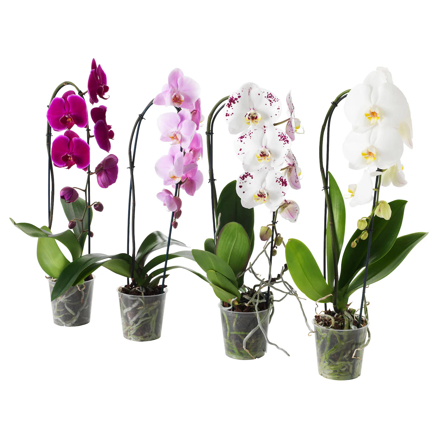 PHALAENOPSIS Zasađena biljka, orhideja/kaskada 1 stabljika, 12 cm