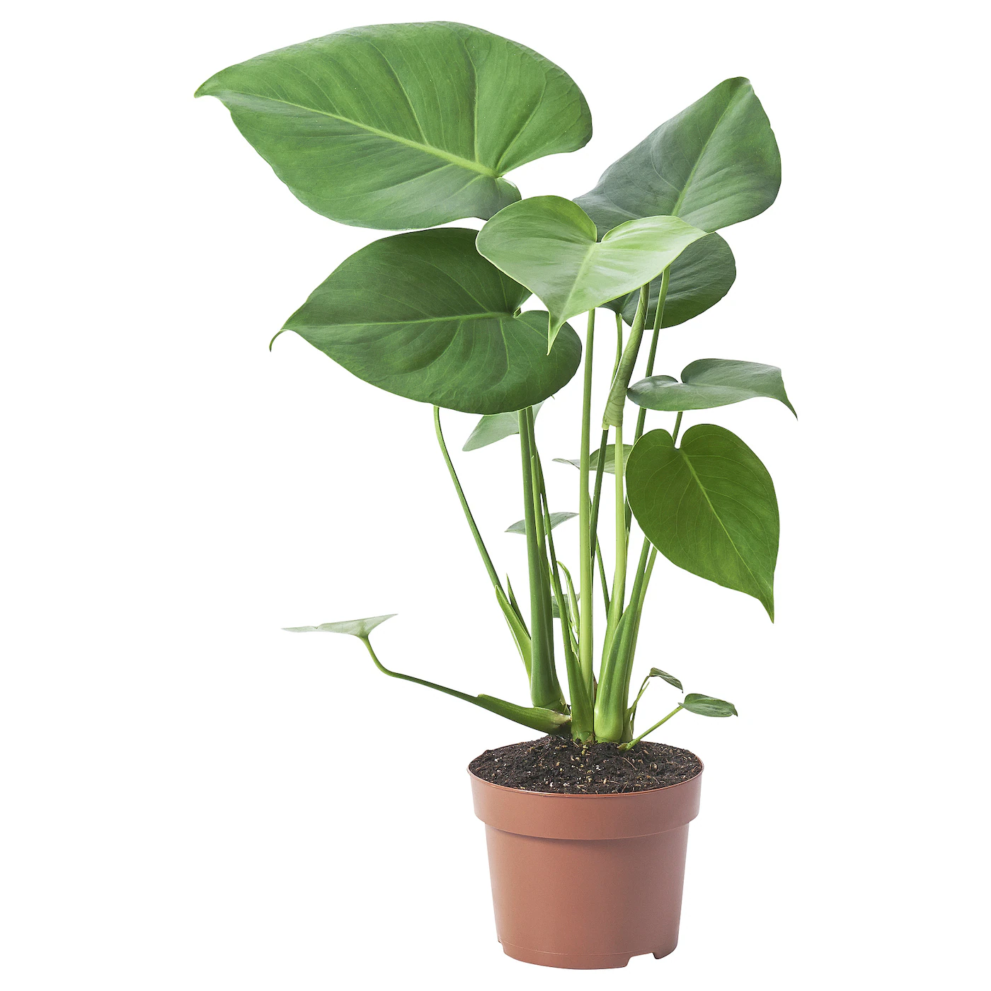MONSTERA DELICIOSA Zasađena biljka, paprat očajnica, 12 cm