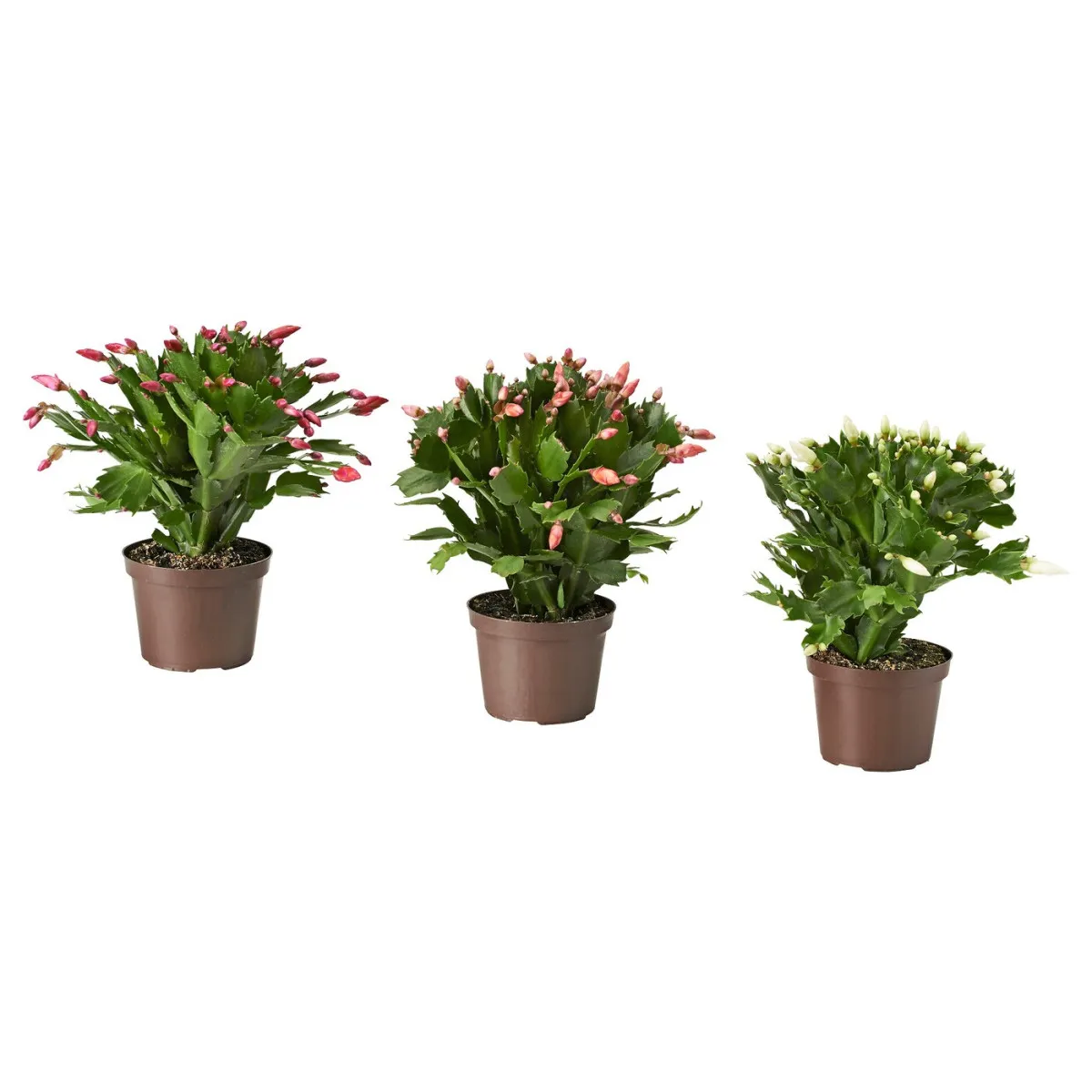 SCHLUMBERGERA Zasađena biljka, božićni kaktus, 12 cm
